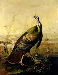 The American Wild Turkey Cock